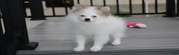 Pomeranian dogs for sale: Cora - Ad 3