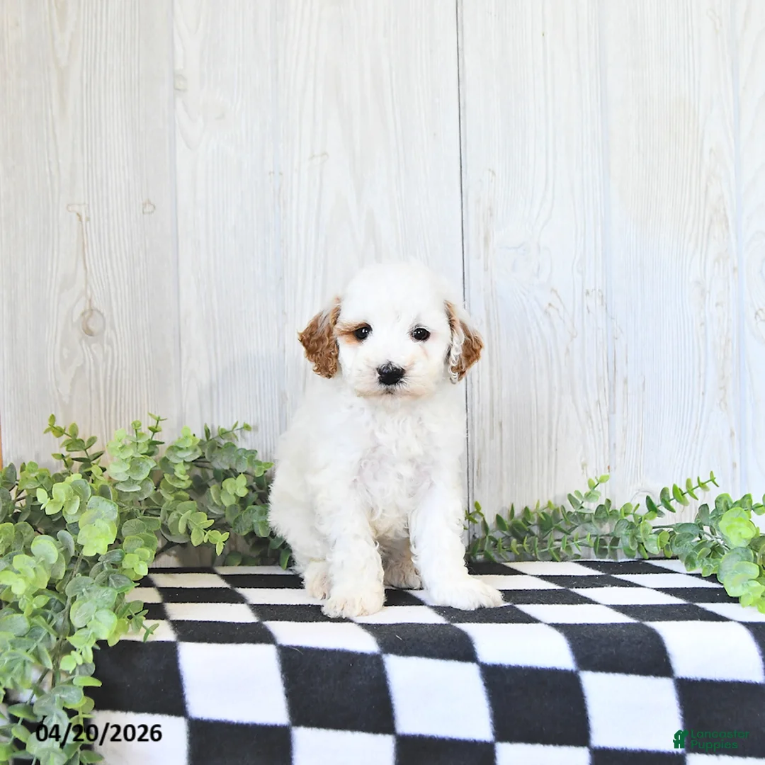 Mini Goldendoodle dogs for sale: Archie - Ad 2