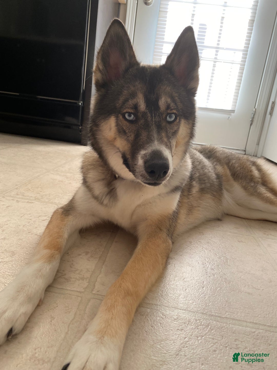 Siberian Husky dogs for sale: Ghost - Ad 5