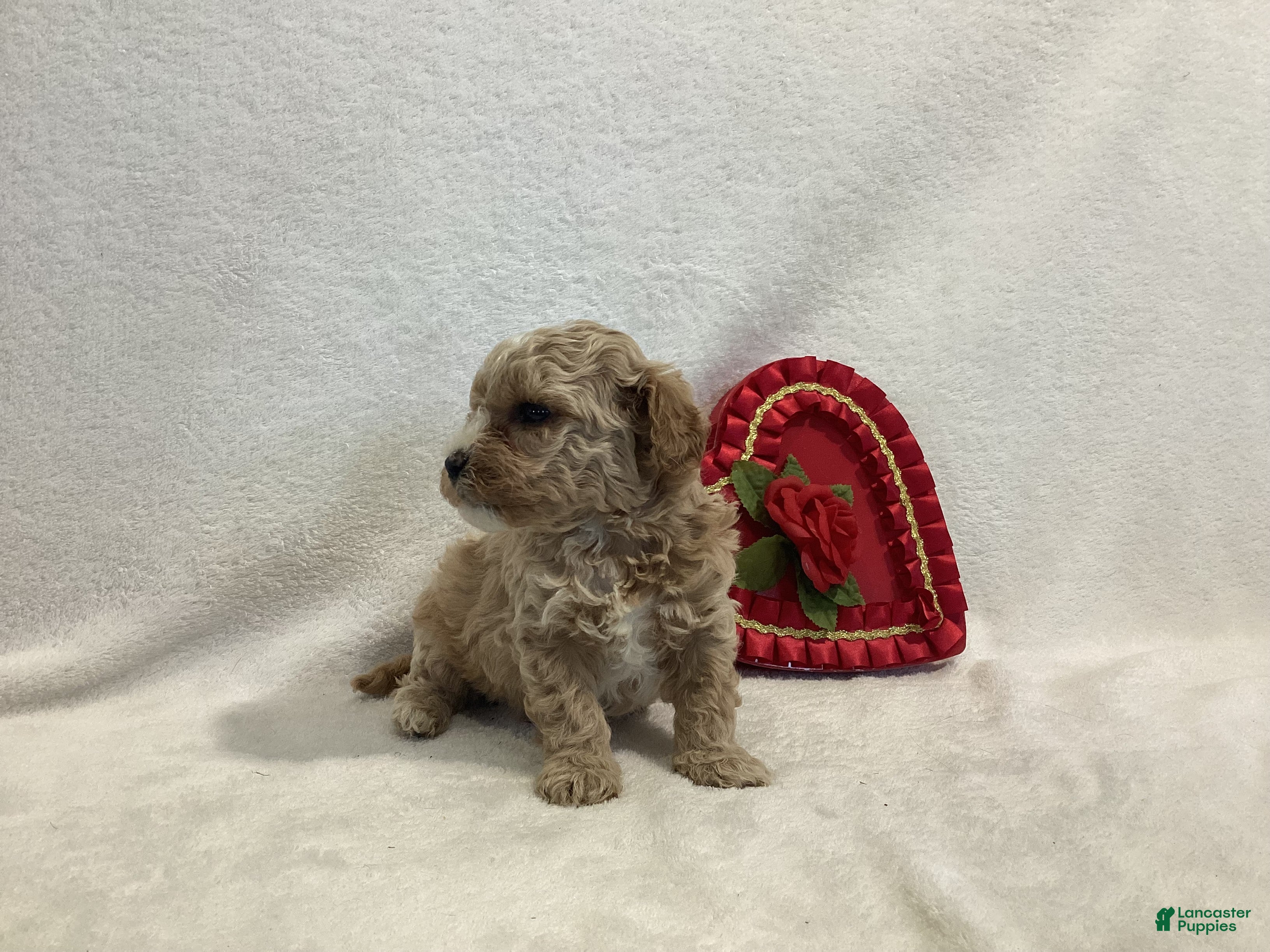 Maltipoo dogs Captain - Ad 2