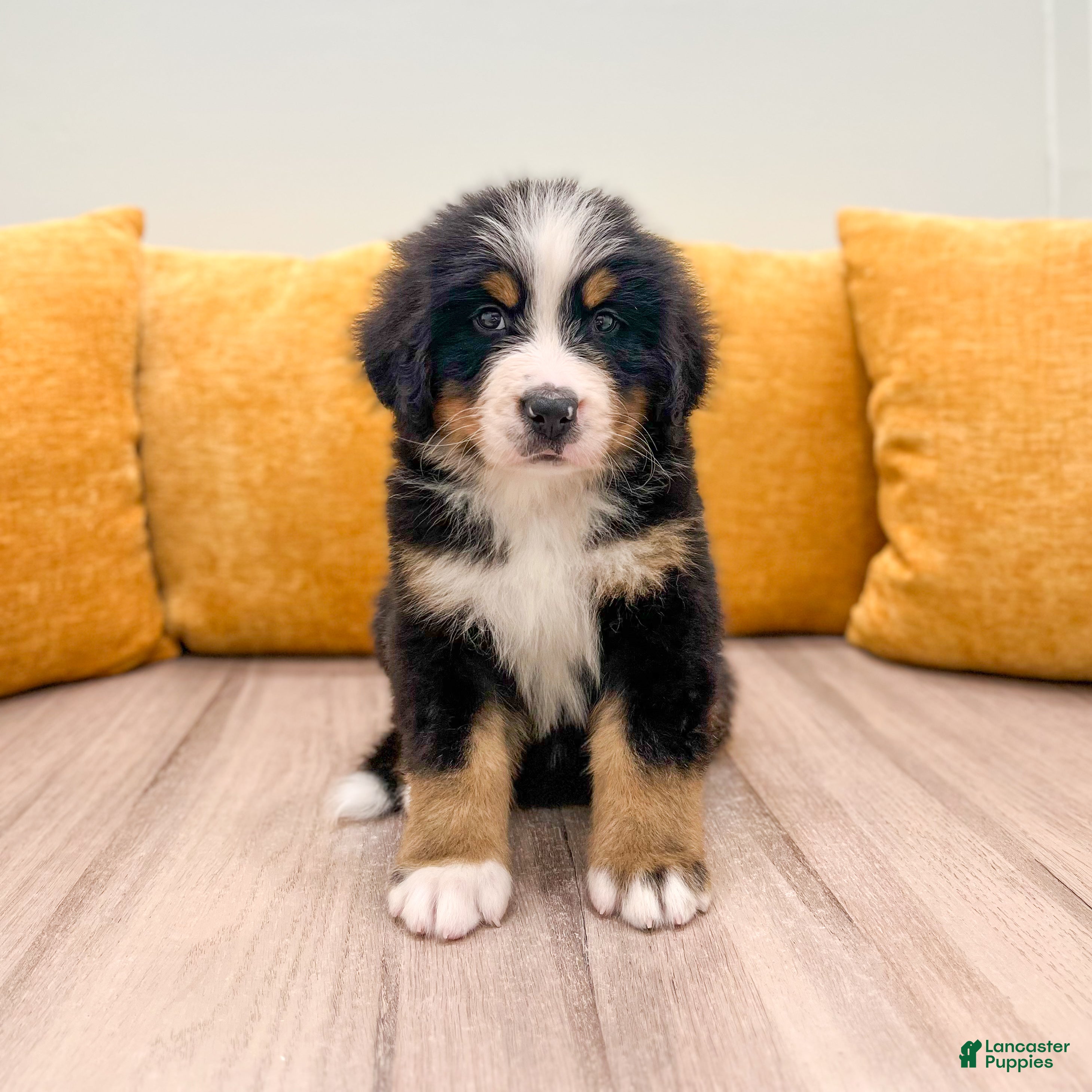 Bernese Mountain Dog dogs Baxter - Ad 1