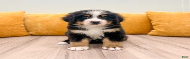 Baxter