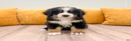 Bernese Mountain Dog dogs for sale: Baxter - Ad 1