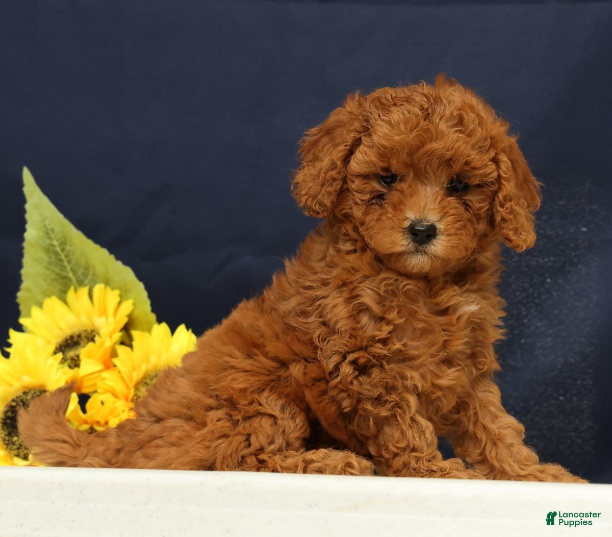Cavapoo dogs Casey - Ad 2