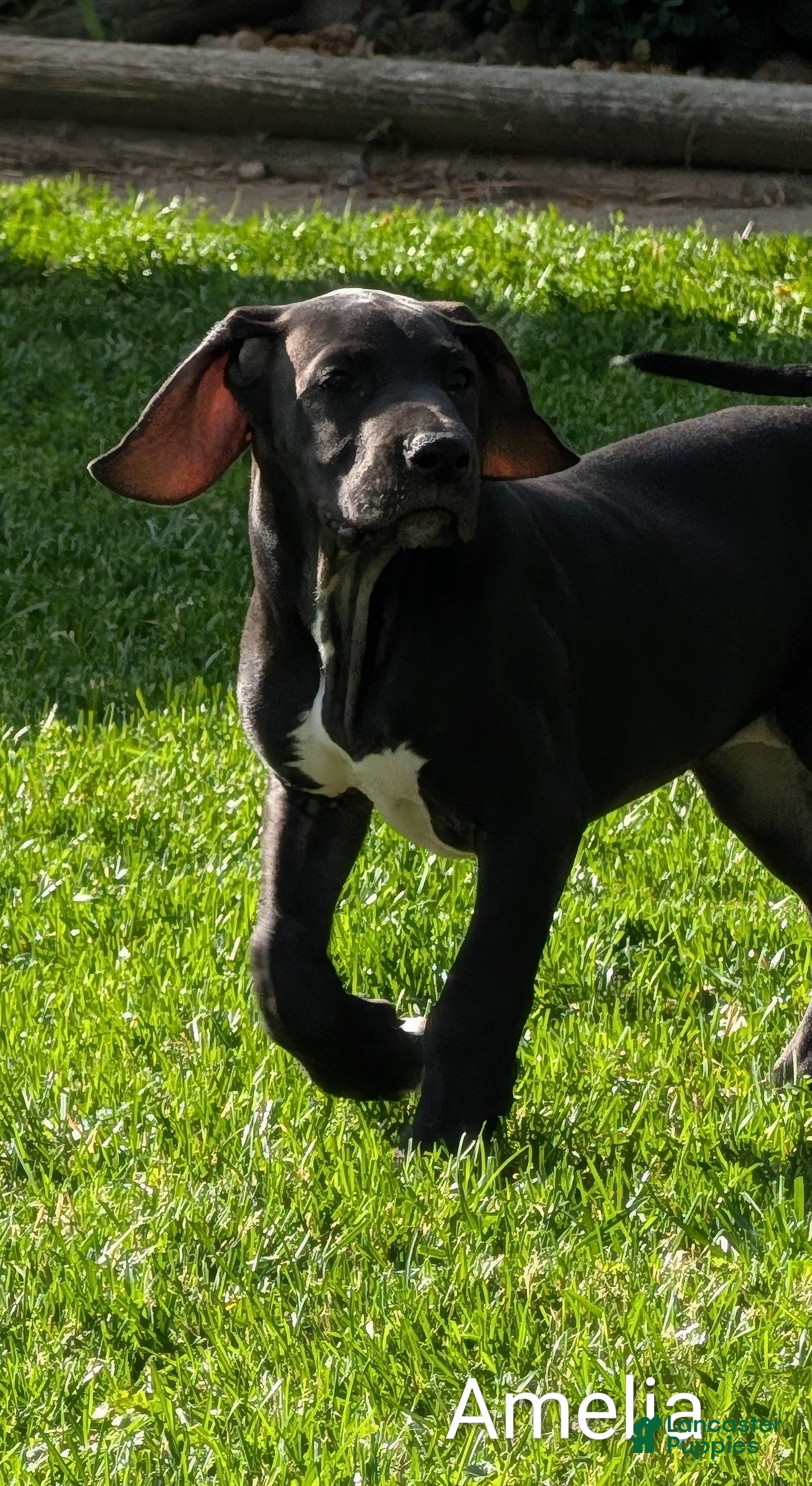Great Dane dogs Amelia - Ad 32