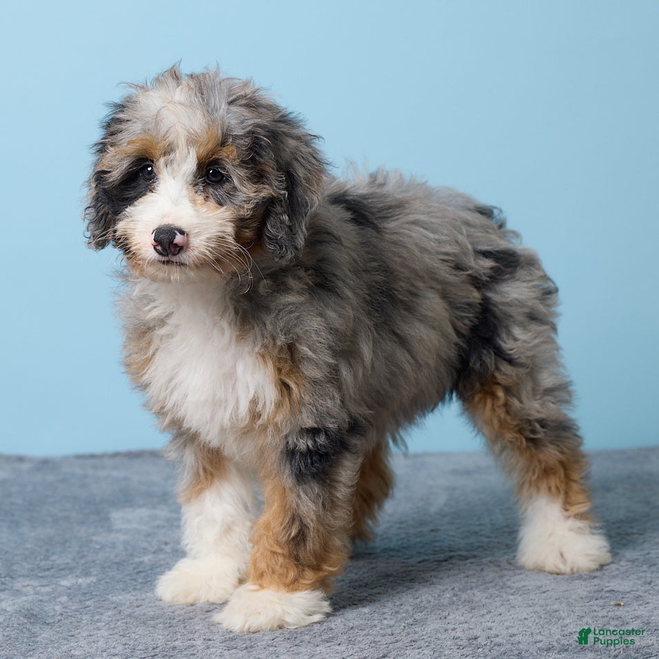 Mini Bernedoodle dogs Dixie - Ad 1