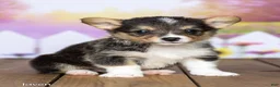 Welsh Corgi Pembroke dogs for sale: Javen - Ad 3