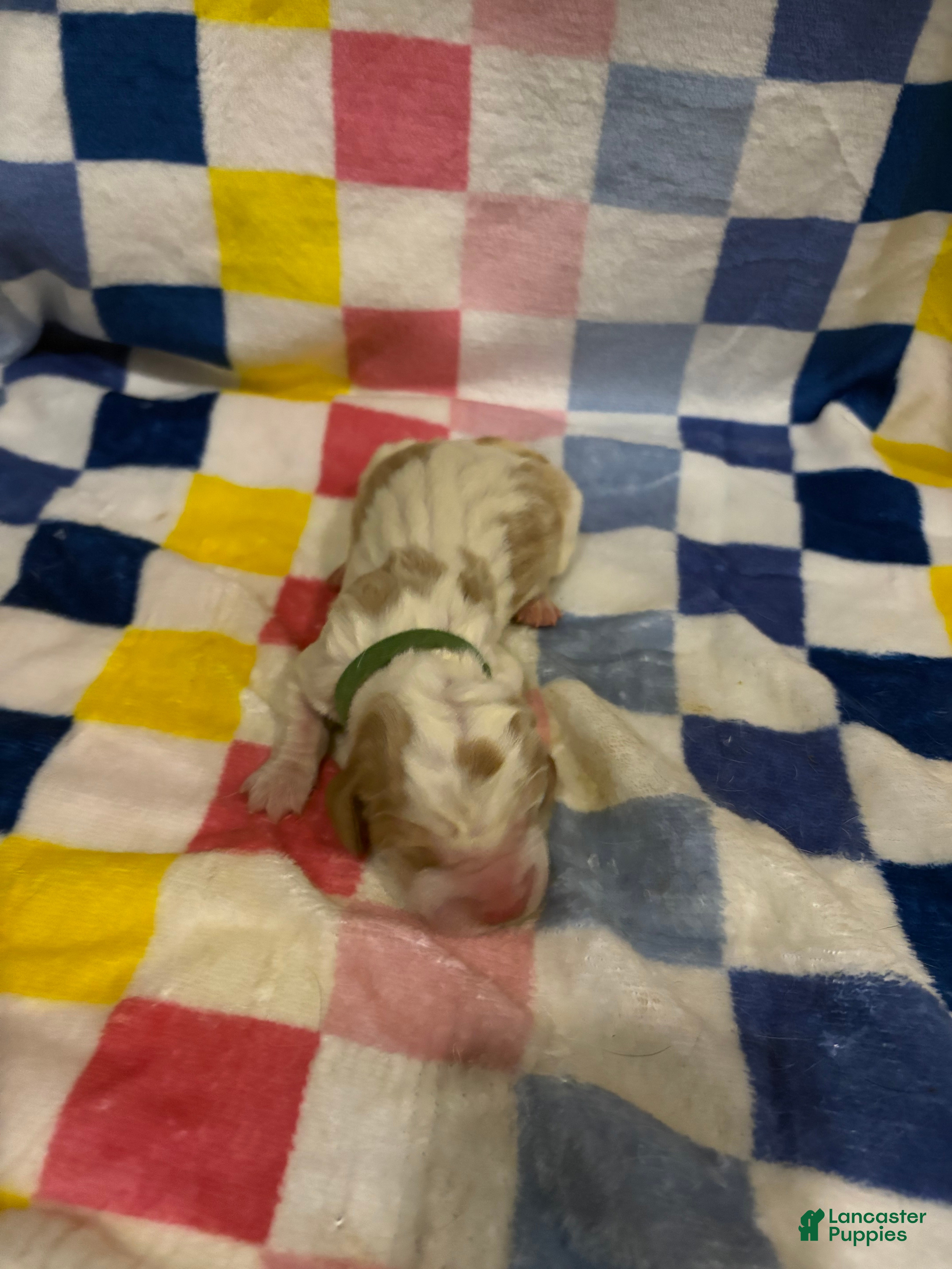 Basset Hound dogs Boy 2-Blu - Ad 13