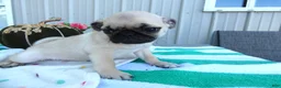 Pug dogs for sale: Pug 1 Robbie - Ad 3
