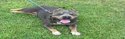 American Bully dogs for sale: American Bully Puppy 1 - Ad 8