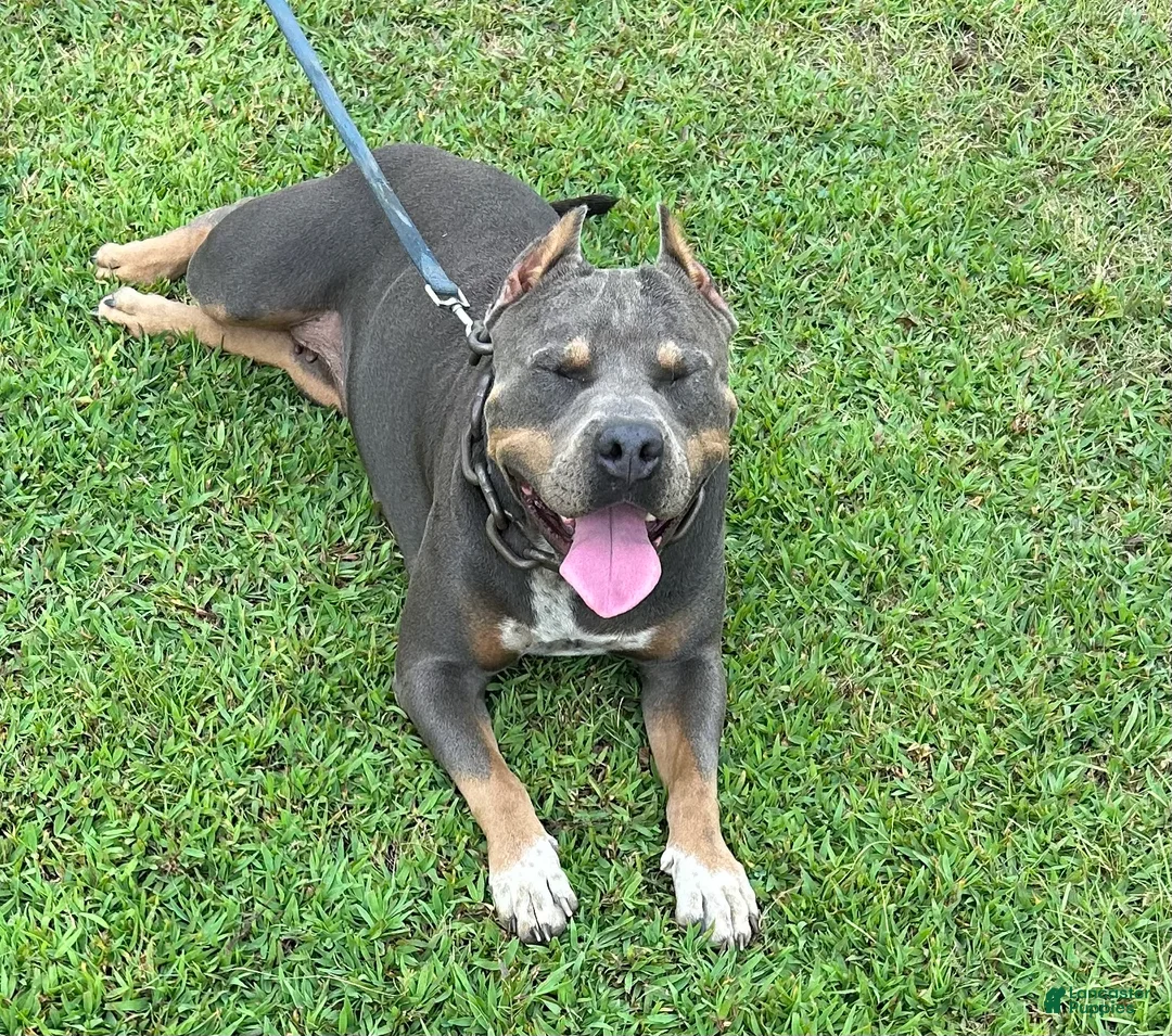 American Bully dogs for sale: American Bully Puppy 1 - Ad 8