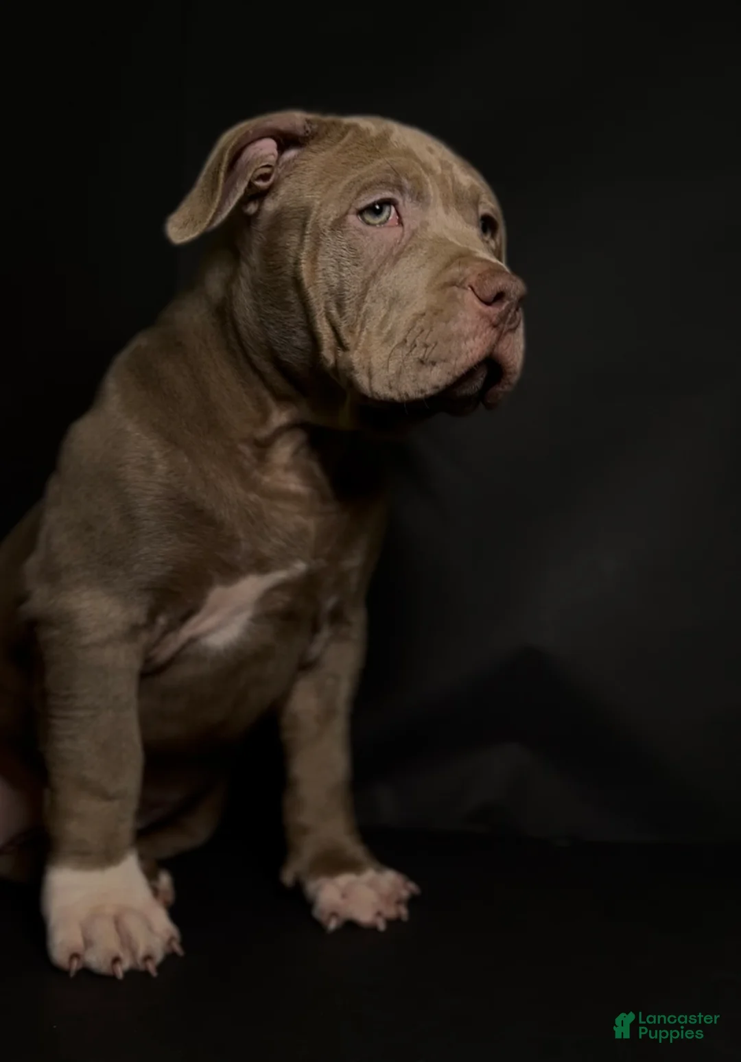 American Bully dogs for sale: American Bully 1 - Ad 1