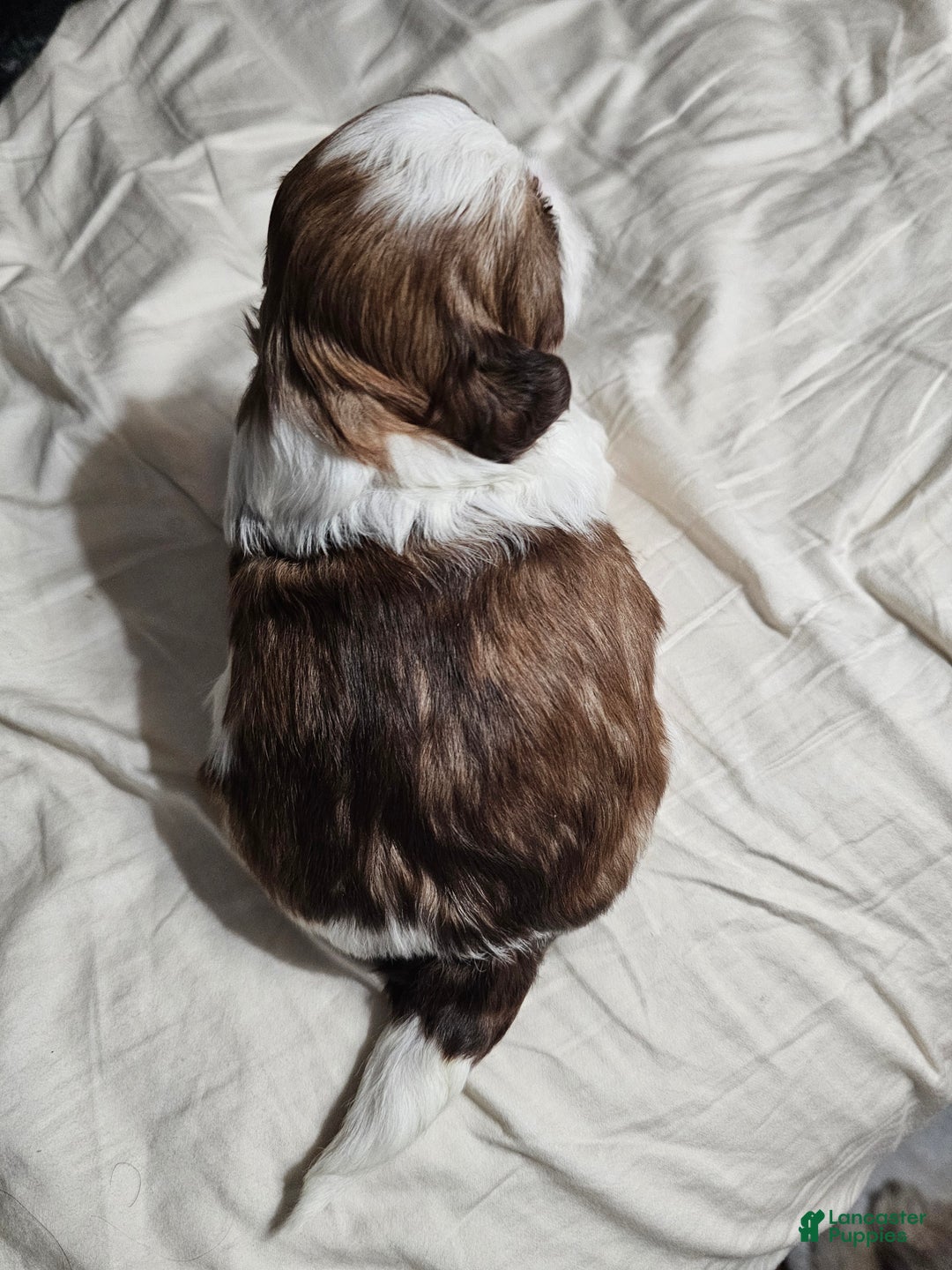 Shih Tzu dogs for sale: Chanel  - Ad 3