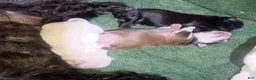 Mixed Breed dogs for sale: ShiChi 2 - Ad 7