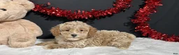 Toy Poodle dogs for sale: Addie - Ad 5