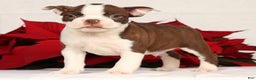Boston Terrier dogs for sale: Nolan - Ad 2