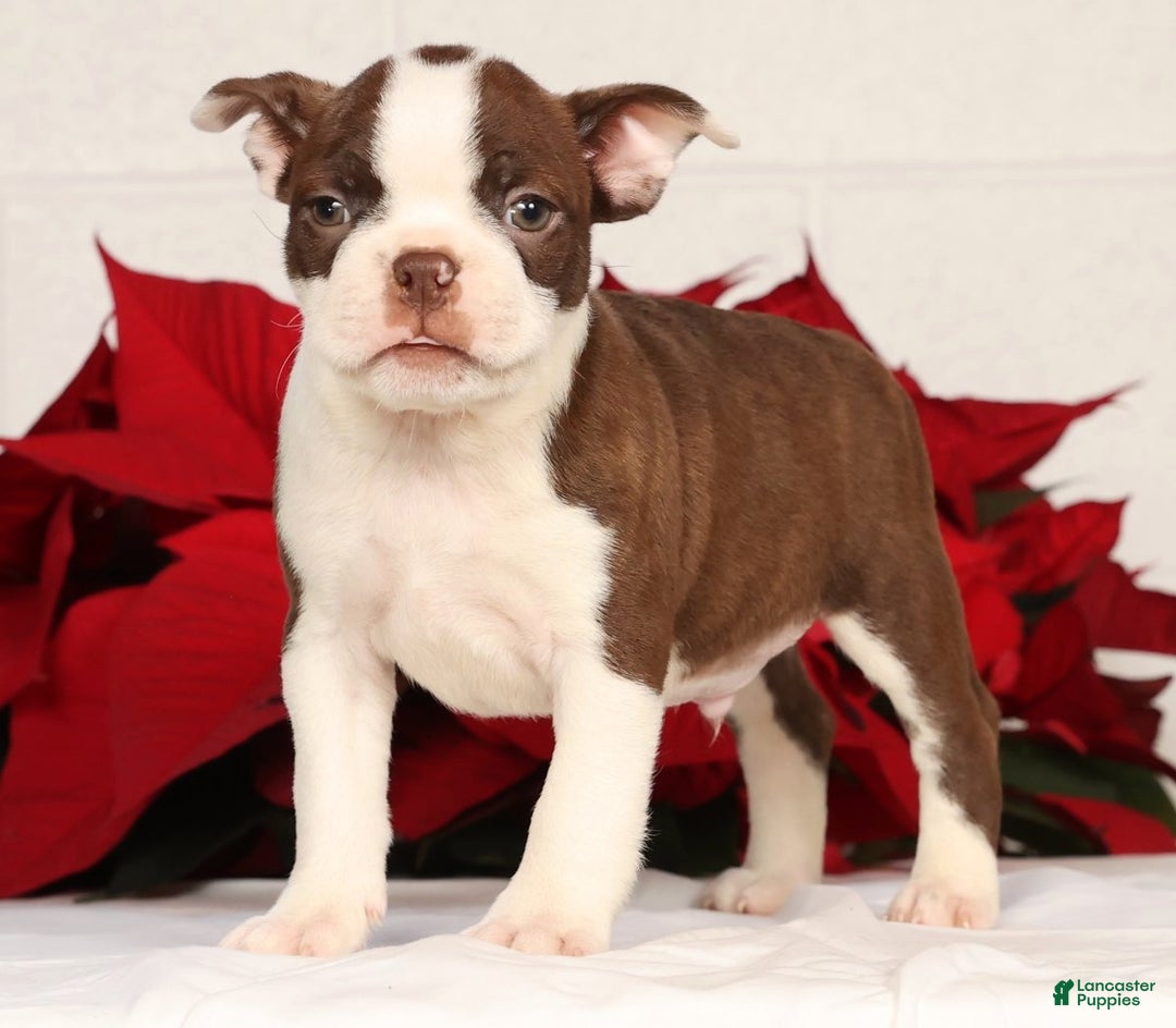 Boston Terrier dogs for sale: Nolan - Ad 2