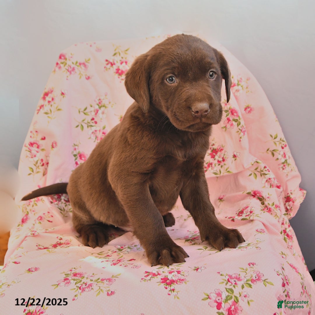 Labrador Retriever dogs for sale: Brinny - Ad 1