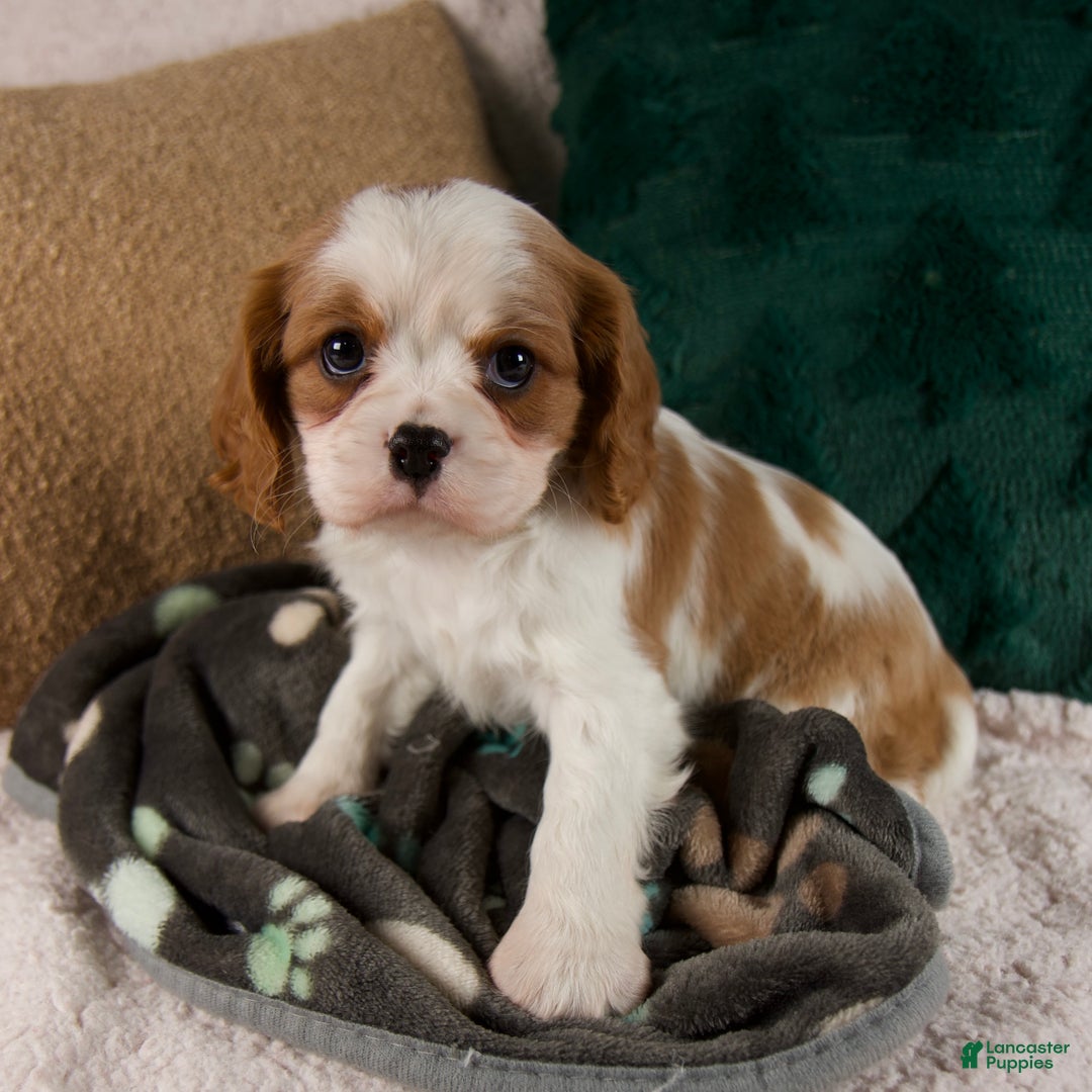 Cavalier King Charles Spaniel dogs for sale: Alice - Ad 1