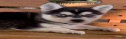 Alaskan Klee Kai dogs for sale: Summit - Toy Size Mini Husky Boy - Ad 6