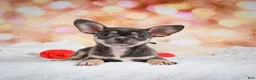 Chihuahua dogs for sale: Maggie - Ad 10