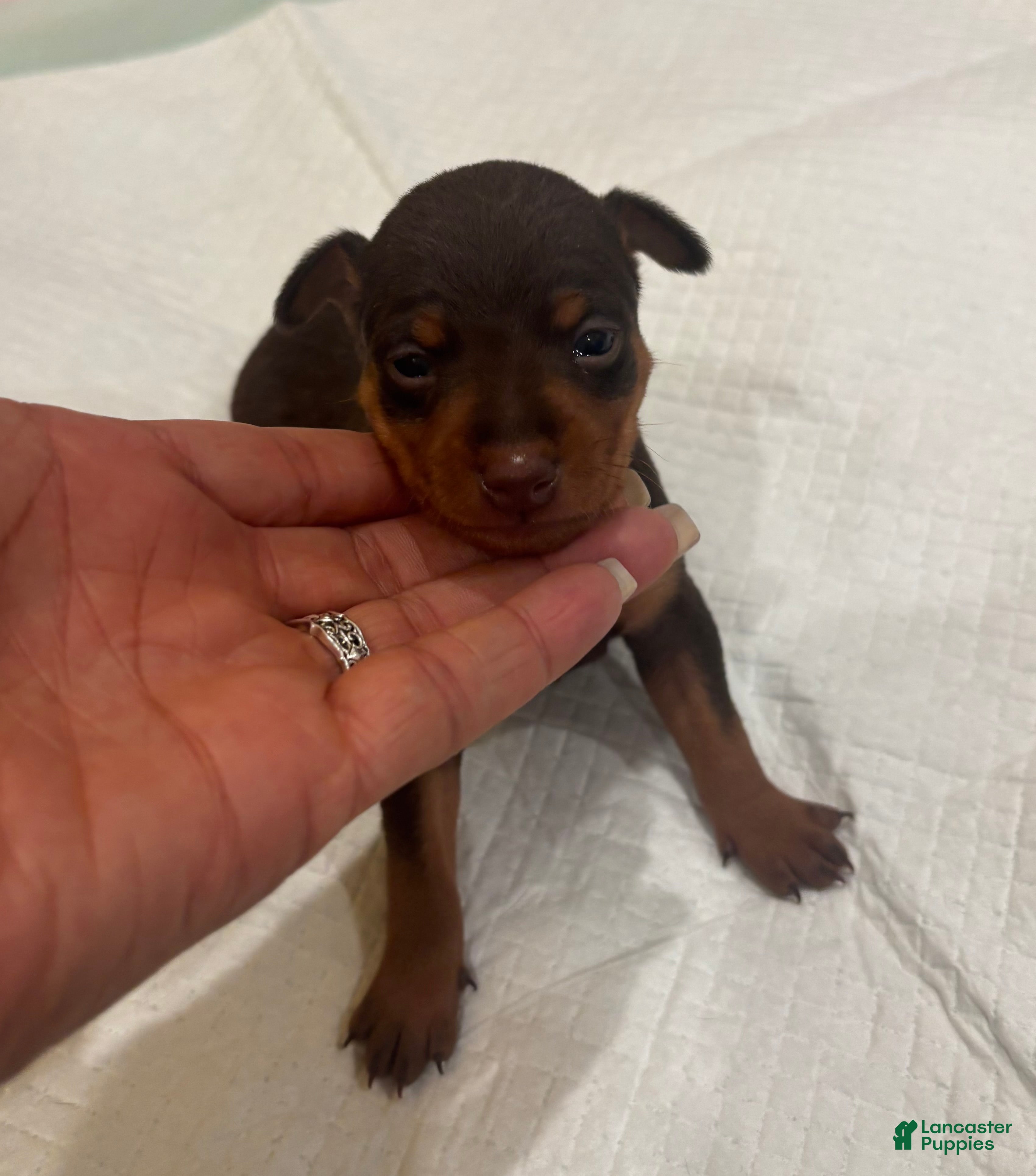 Coffee (Miniature Pinscher, Male) in Hamilton, NJ