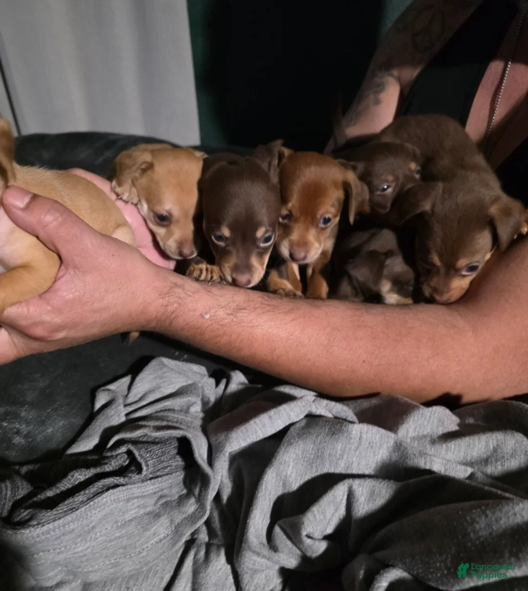 Chiweenie dogs for sale: Chiweenie Puppy 1 - Ad 9