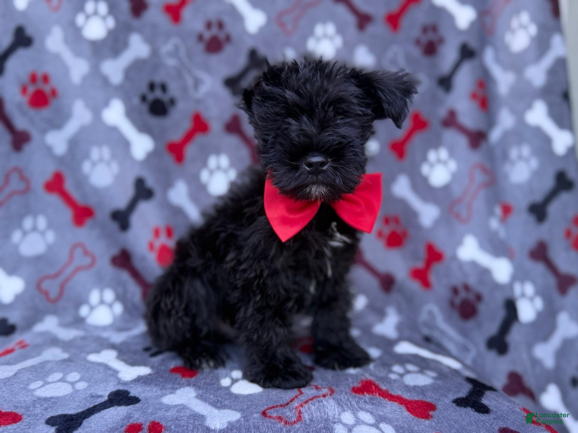 Miniature Schnauzer dogs Zeus - Ad 2