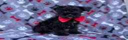 Miniature Schnauzer dogs for sale: Zeus - Ad 2