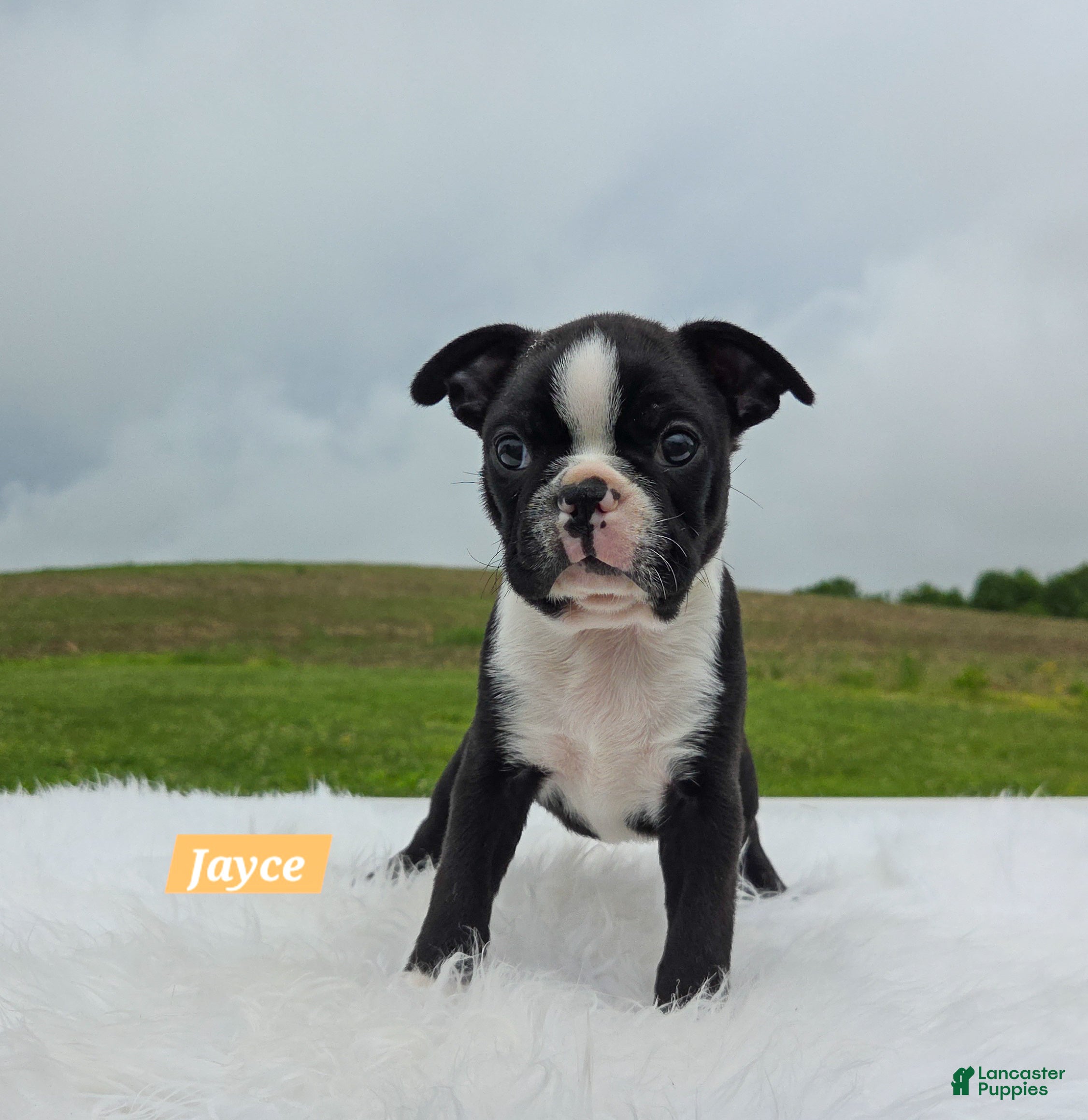 Boston Terrier dogs Jayce  - Ad 2