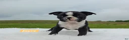 Boston Terrier dogs for sale: Jayce  - Ad 2