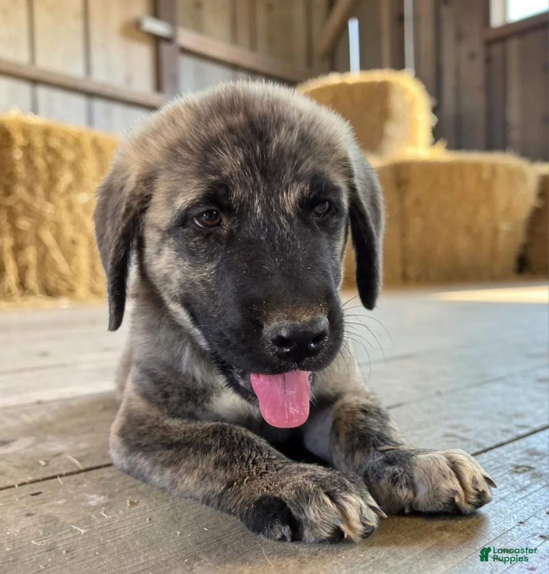Anatolian Shepherd dogs for sale: Aspen 2026 Female 1 - Ad 2