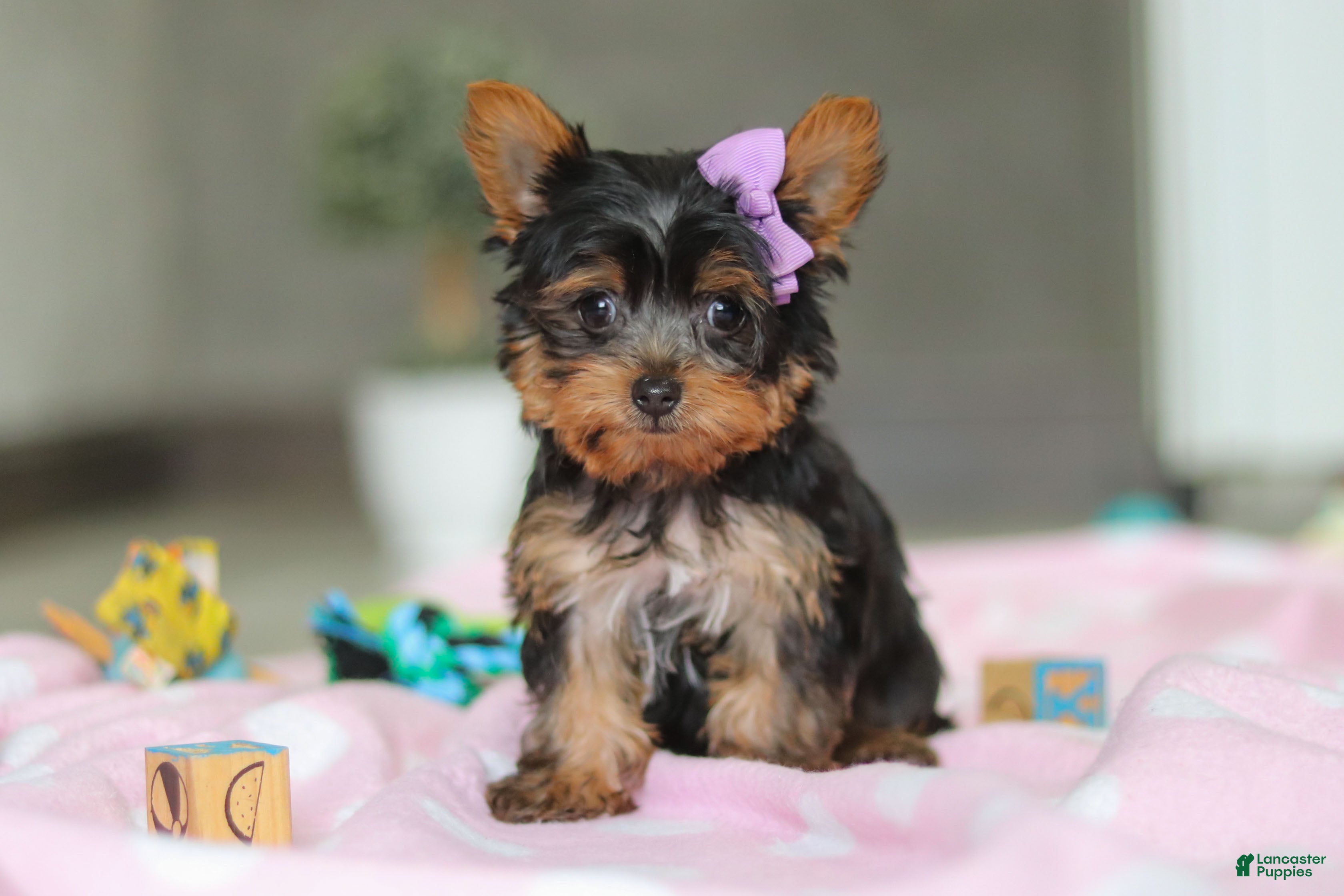 Yorkshire Terrier dogs Daisy - Ad 2