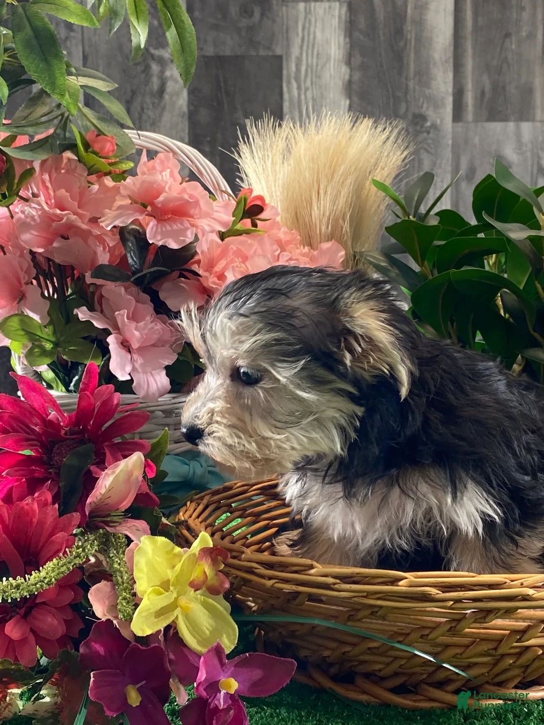 Morkie dogs for sale: Tulip - Ad 3