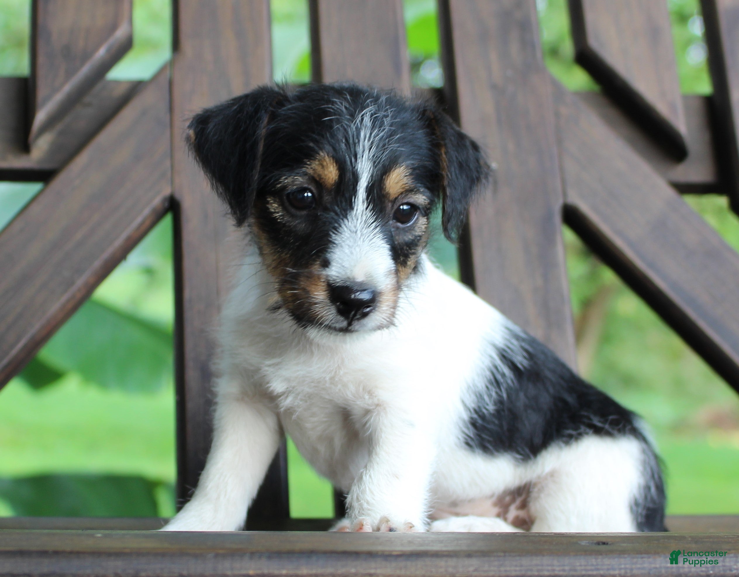 Jack Russell Terrier dogs Willow - Ad 35