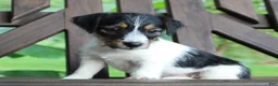 Jack Russell Terrier dogs for sale: Willow - Ad 1