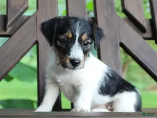 Jack Russell Terrier dogs Willow - Ad 18