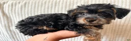Yorkiepoo dogs for sale: Yorkiepoo - Ad 5