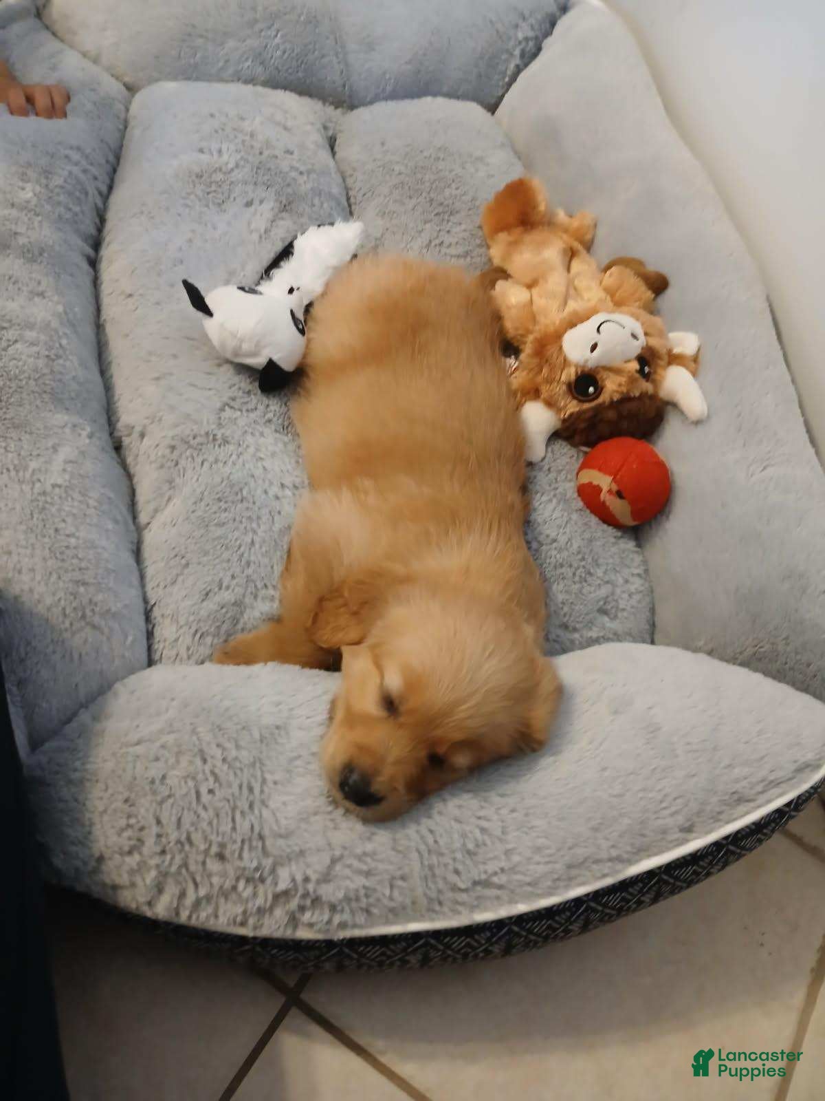 Golden Retriever dogs grace - Ad 42