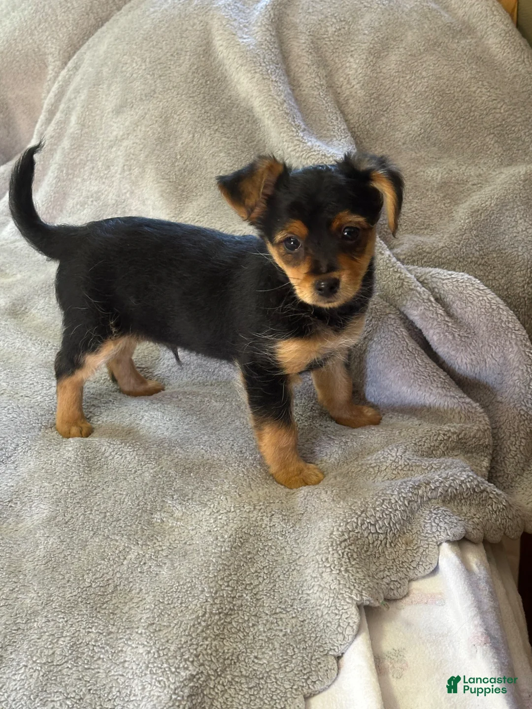 Yorkiepoo dogs for sale: Yorkiepoo Puppy 2 - Ad 1