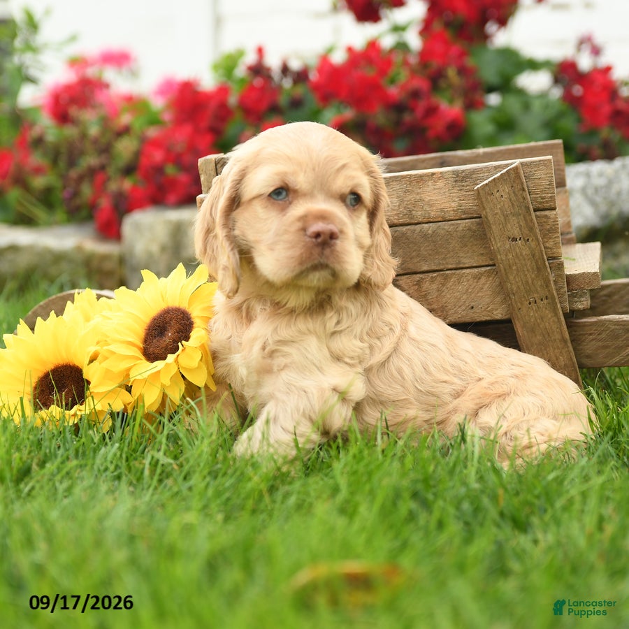 English Cocker Spaniel dogs Winnie - Ad 2