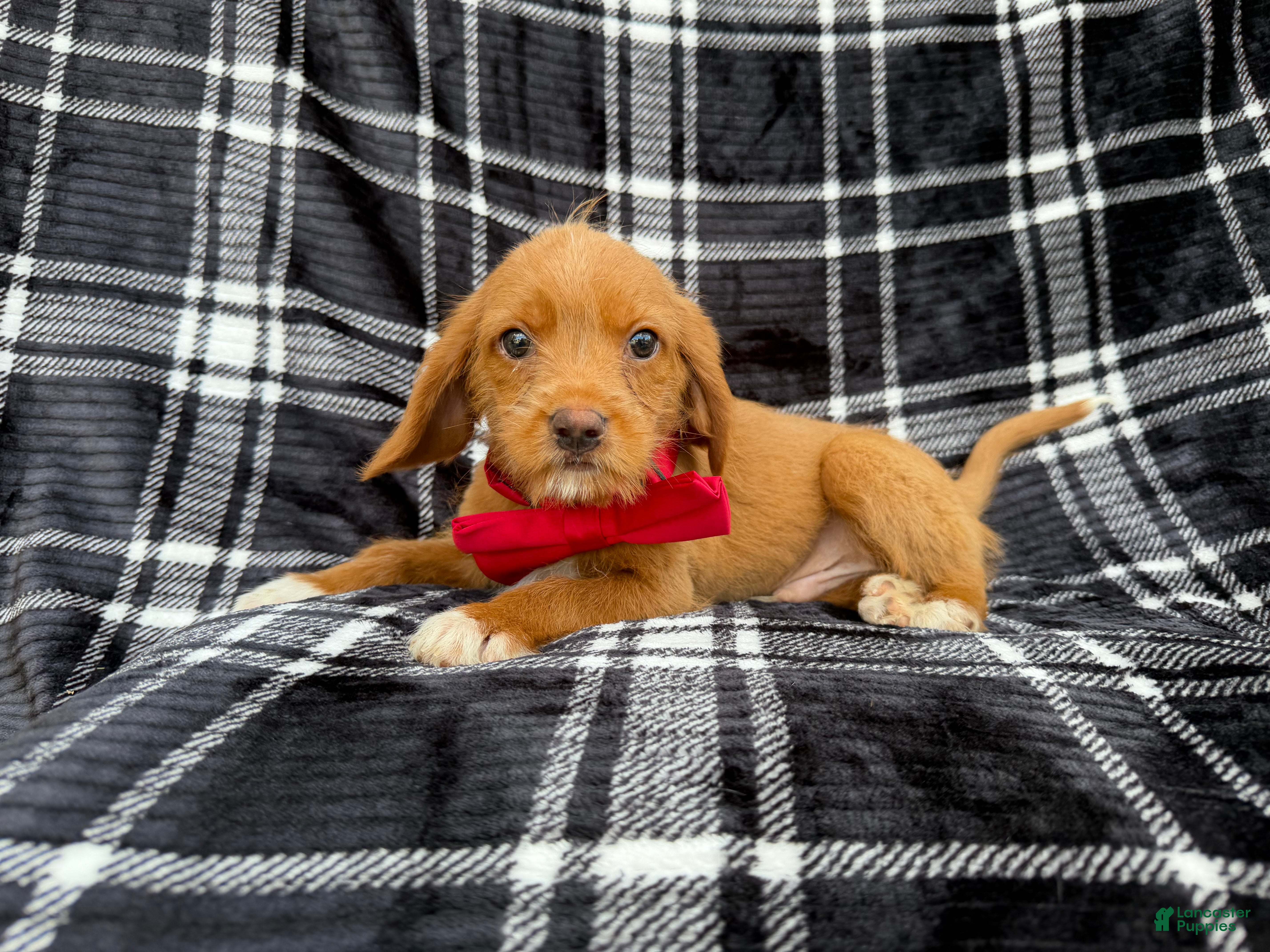 Beagle dogs Moose - Ad 39