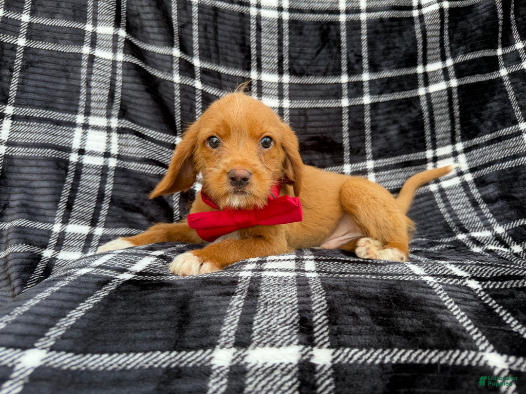 Beagle dogs for sale: Moose - Ad 1