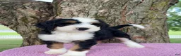 Bernedoodle dogs for sale: Honey - Ad 3