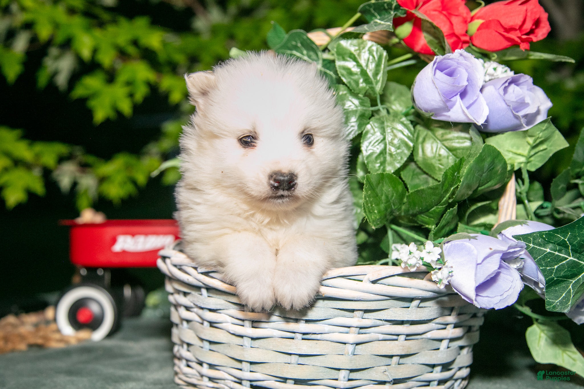American Eskimo dogs Icee - Ad 2