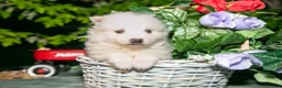 American Eskimo dogs for sale: Icee - Ad 2