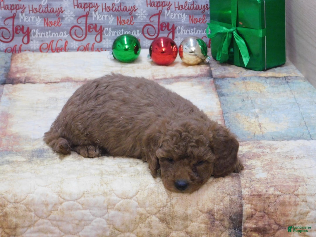 Goldendoodle dogs for sale: Mini Gemma - Ad 3