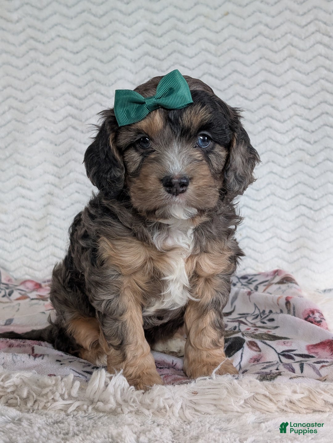 Cavapoo dogs for sale: Charlie  - Ad 3