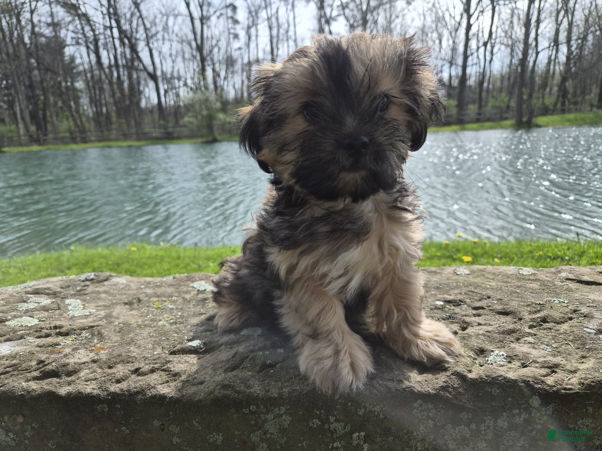 Shorkie dogs Whiskey - Ad 2