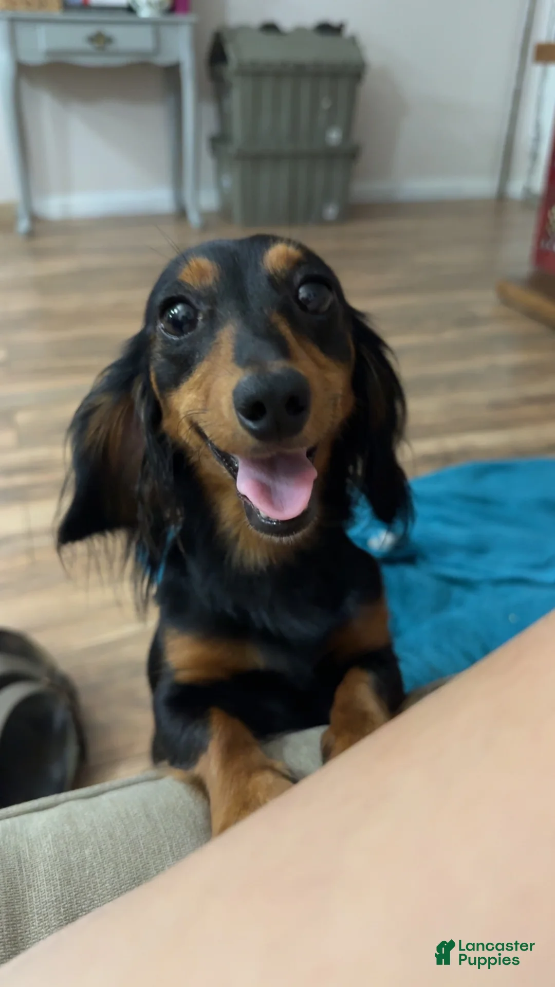 Mixed Breed dogs for sale: Mixed Breed 1 - Ad 2